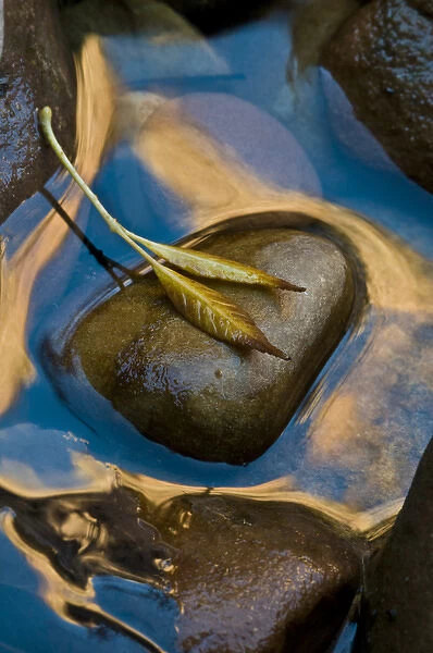 USA, Utah, Zion National Park. Leaf on rock in water