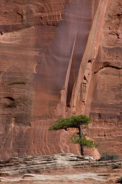 USA, Utah, Zion National Park, Lone Tree on Sandstone Rock Formation and Sheer Cliffs