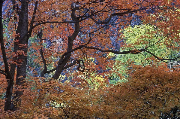 USA, Utah, Zion National Park. Maple tree with orange autumn leaves and twisted branches