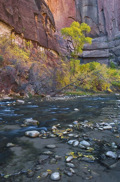 USA, Utah, Zion National Park. The Narrows with cottonwood trees in fall, Zion National Park