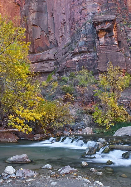 USA, Utah, Zion National Park. The Narrows with cottonwood trees in autumn. Credit as