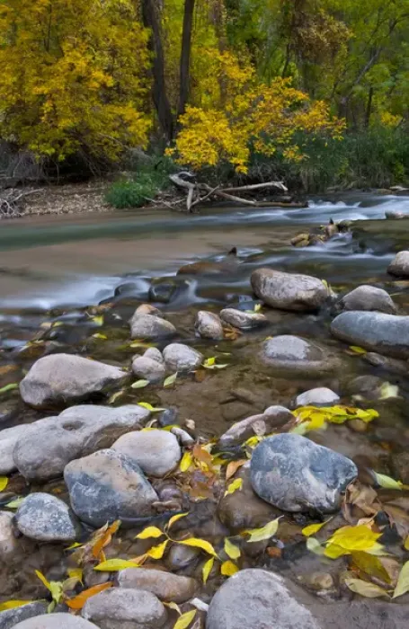 Framed Print : USA, Utah, Zion National Park. The Narrows with fallen leaves Framed Print : USA, Utah, Zion National Park. The Narrows with fallen leaves