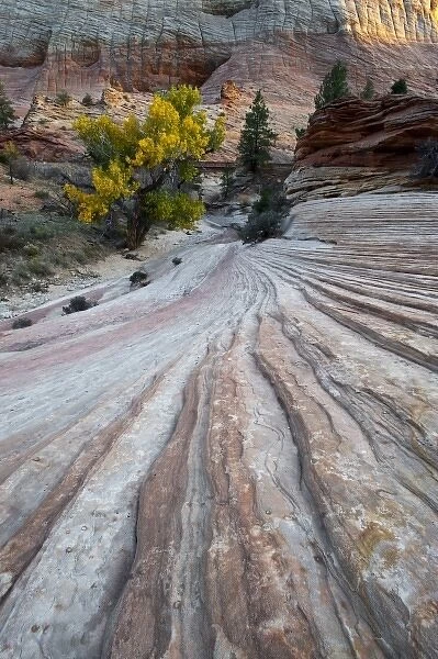 USA, Utah, Zion National Park. Petrified sand dune or slick rock and cottonwood tree in autumn
