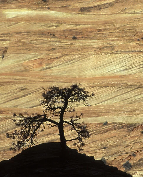 USA, Utah, Zion National Park. Pine tree sihouetted against rock strata. Credit as