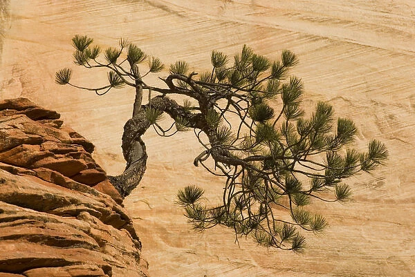 USA, Utah, Zion National Park. Pine tree growing out of red rocks