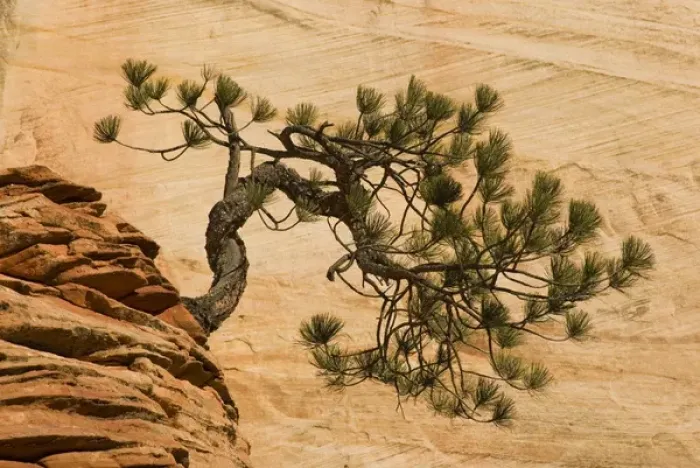 Framed Print : USA, Utah, Zion National Park. Pine tree growing out of red rocks Framed Print : USA, Utah, Zion National Park. Pine tree growing out of red rocks