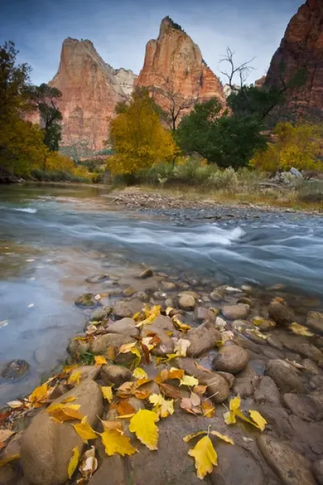 Framed Print : USA, Utah, Zion National Park. The Sentinel with fallen leaves in Virgin River. Credit as Framed Print : USA, Utah, Zion National Park. The Sentinel with fallen leaves in Virgin River. Credit as