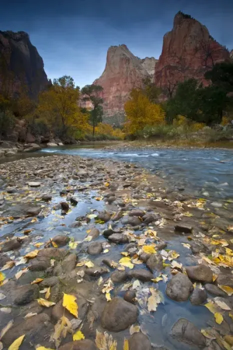 Framed Print : USA, Utah, Zion National Park. The Sentinel with fallen leaves in Virgin River. Credit as Framed Print : USA, Utah, Zion National Park. The Sentinel with fallen leaves in Virgin River. Credit as