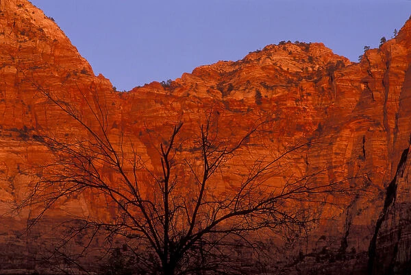 USA, Utah, Zion National Park. Silhouette of barren tree against red rock wall lit by setting sun