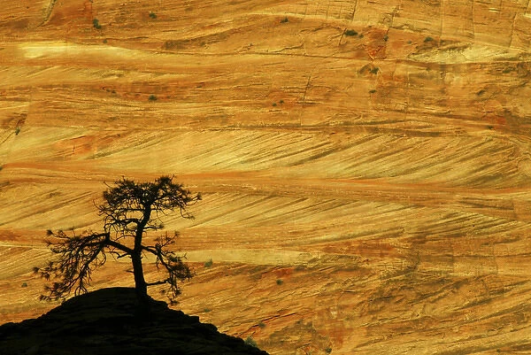 USA, Utah, Zion National Park. The silhouette of a small tree against sunlit sandstone