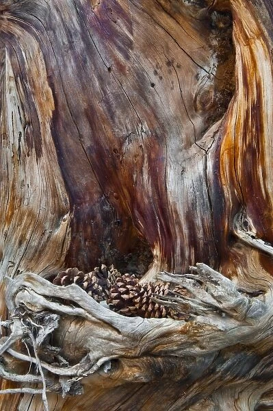 USA, Utah, Zion National Park. Trunk with fallen pine cones