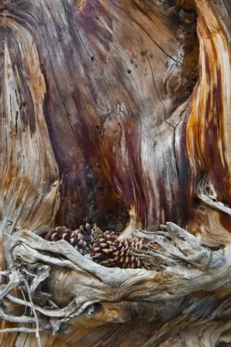 Framed Print : USA, Utah, Zion National Park. Trunk with fallen pine cones Framed Print : USA, Utah, Zion National Park. Trunk with fallen pine cones