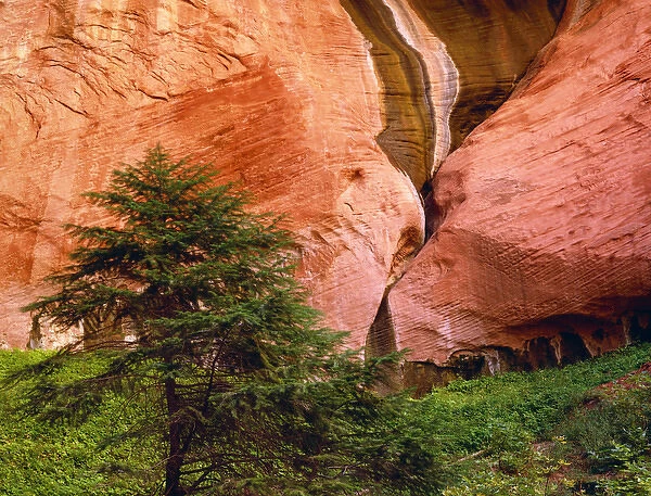 USA, Utah, Zion National Park. View of Double-Arch Alcove. Credit as: Dennis Flaherty
