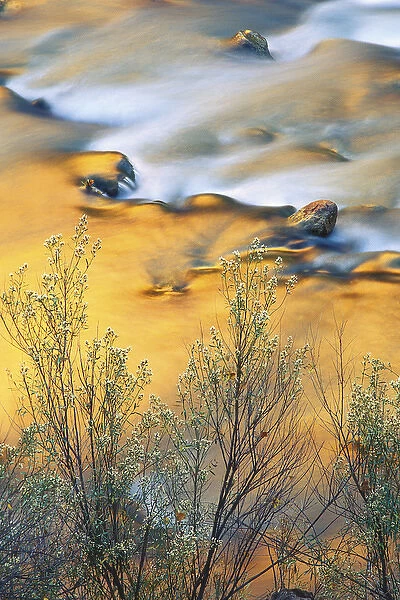 USA, Utah, Zion National Park, Virgin River, Virgin River With Canyon Reflections. Credit as