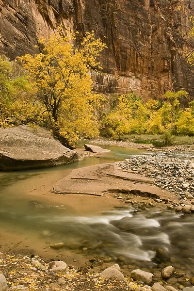 USA, Utah, Zion National Park. Virgin River autumn scenic
