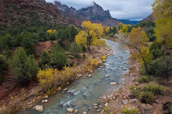USA, Utah, Zion National Park. Virgin River and cottonwood trees