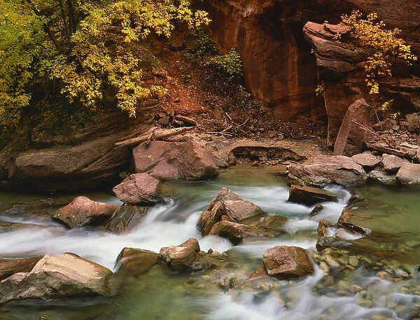 USA, Utah, Zion National Park. Virgin River scenic in autumn
