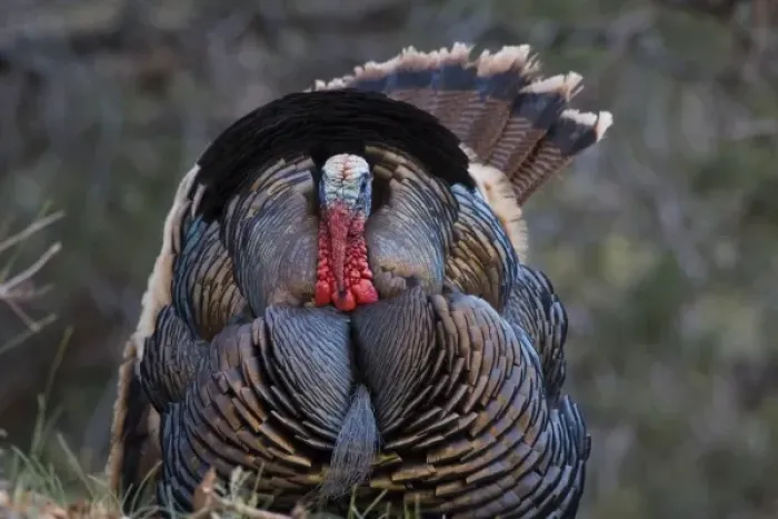 Framed Print : USA, Utah, Zion National Park, Wild Turkey, Meleagris gallopavo, in Zion Canyon Framed Print : USA, Utah, Zion National Park, Wild Turkey, Meleagris gallopavo, in Zion Canyon