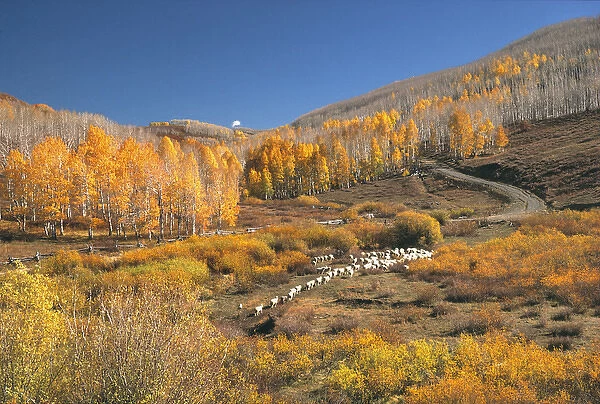 USA, Utah, Zion NP. Sheep moves up a hill in autumn on the Kolob Plateau above Zion National Park