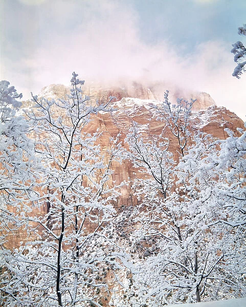 USA, Utah, Zion NP. Snow-covered branches resemble lace near the red walls of Zion National Park