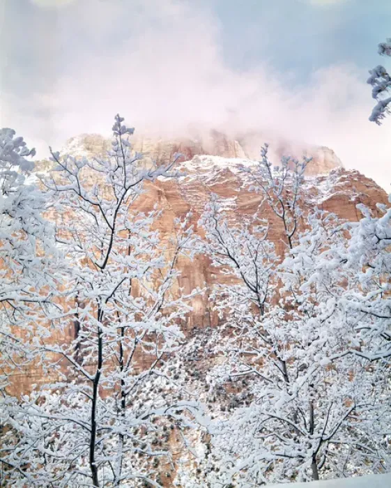 Framed Print : USA, Utah, Zion NP. Snow-covered branches resemble lace near the red walls of Zion National Park Framed Print : USA, Utah, Zion NP. Snow-covered branches resemble lace near the red walls of Zion National Park