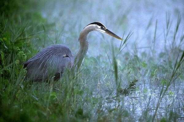 USA, Venice, Florida. Great blue heron hunting in morning fog