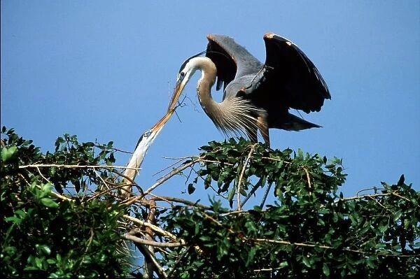 USA, Venice, Florida, Great Blue Herons on Nest passing stick to build nest