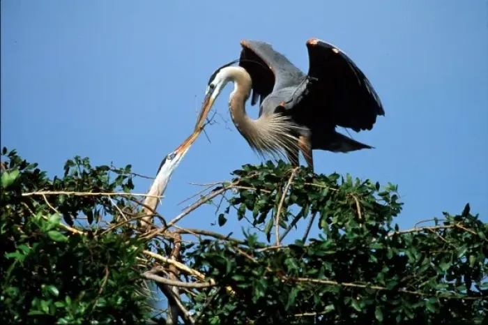 Framed Print : USA, Venice, Florida, Great Blue Herons on Nest passing stick to build nest Framed Print : USA, Venice, Florida, Great Blue Herons on Nest passing stick to build nest