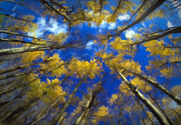 USA, Vermont. Abstract of looking up at trees with autumn foliage