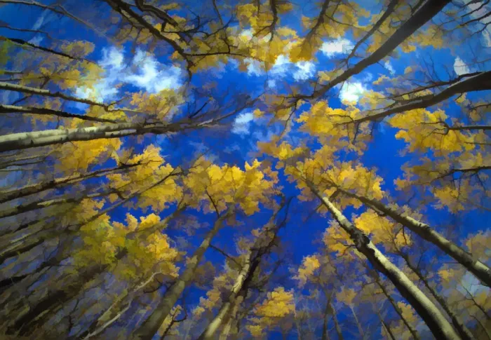 Framed Print : USA, Vermont. Abstract of looking up at trees with autumn foliage Framed Print : USA, Vermont. Abstract of looking up at trees with autumn foliage