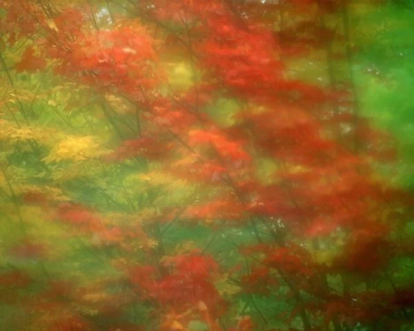USA, Vermont. Abstract of maple trees seen through rainy windshield. Credit as: Jim