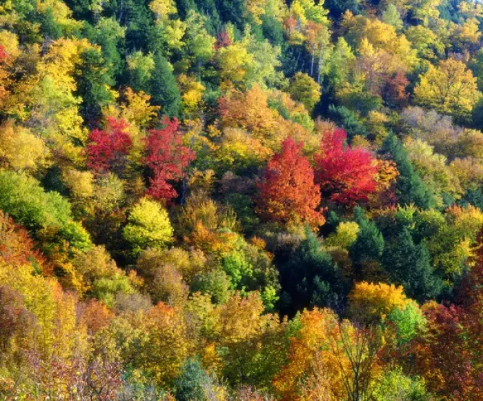Framed Print : USA; Vermont; Autumn Colors in the forrest of Vermont Framed Print : USA; Vermont; Autumn Colors in the forrest of Vermont