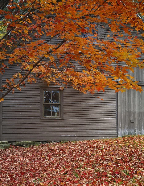 USA, Vermont, Barn and maple tree in autumn