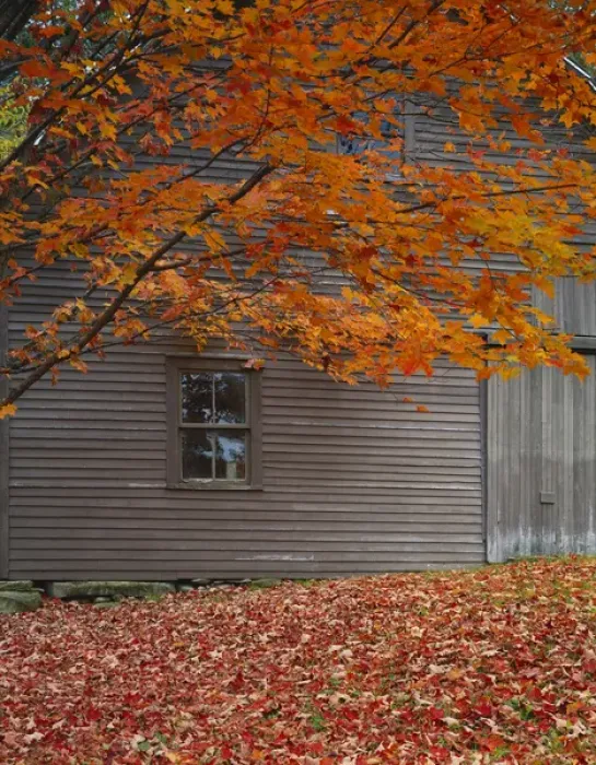 Framed Print : USA, Vermont, Barn and maple tree in autumn Framed Print : USA, Vermont, Barn and maple tree in autumn