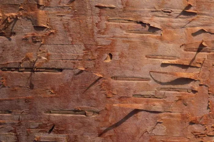 Framed Print : USA, Vermont. Birch bark close-up. Credit as: Marie Bush  /  Jaynes Gallery  /  DanitaDelimont
