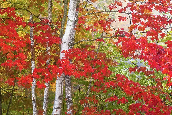 USA, Vermont. Birch and maple trees in autumn color