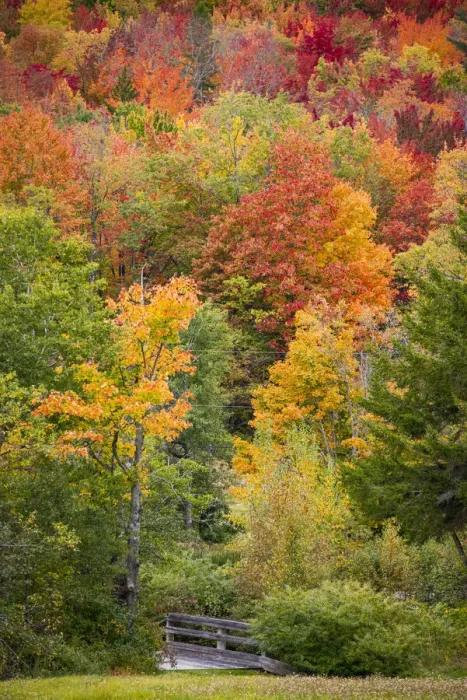 Framed Print : USA, Vermont, Fall foliage in Green Mountains at Bread Loaf, owned by Middlebury College Framed Print : USA, Vermont, Fall foliage in Green Mountains at Bread Loaf, owned by Middlebury College