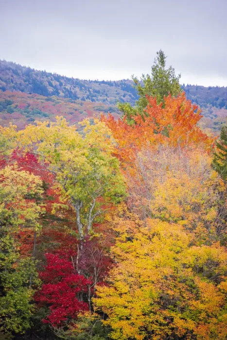 Framed Print : USA, Vermont, Fall foliage in Green Mountains at Bread Loaf, owned by Middlebury College