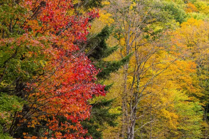 Framed Print : USA, Vermont, Fall foliage in Mad River Valley along trail to Warren Falls