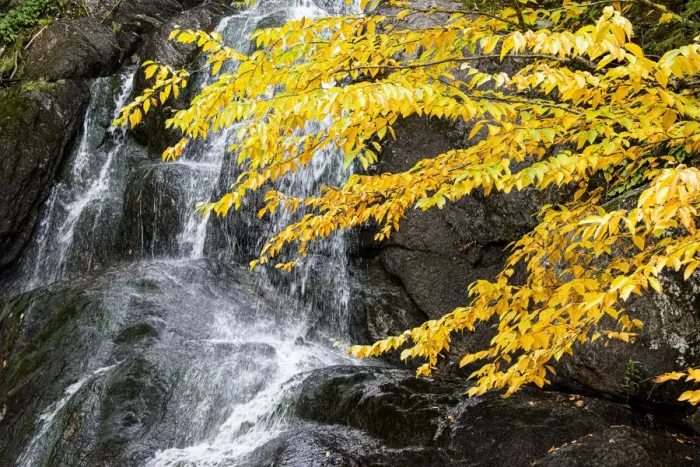 Framed Print : USA, Vermont, Fall foliage in Mad River Valley along trail to Warren Falls Framed Print : USA, Vermont, Fall foliage in Mad River Valley along trail to Warren Falls