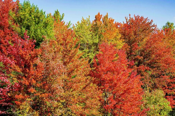 Framed Print : USA, Vermont, Granville. Fall foliage seen from Route 100 in Green Mountains Framed Print : USA, Vermont, Granville. Fall foliage seen from Route 100 in Green Mountains