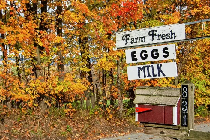 Framed Print : USA, Vermont, Lamoille County, Morrisville, trees in colorful autumn leaves, and sign for local Mennonite farm stand selling dairy products. (Editorial Use Only)
