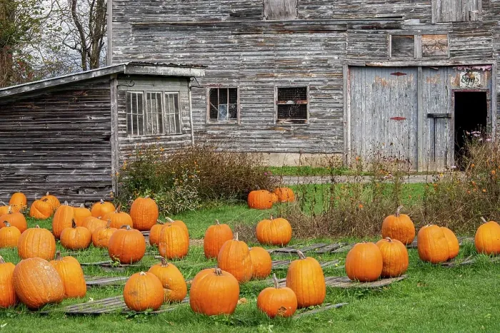 Framed Print : USA, Vermont, Morristown. Pumpkins for sale at old egg farm Framed Print : USA, Vermont, Morristown. Pumpkins for sale at old egg farm
