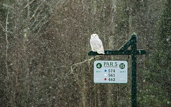 USA, Vermont, Morrisville. Female snowy owl in snow on golf course