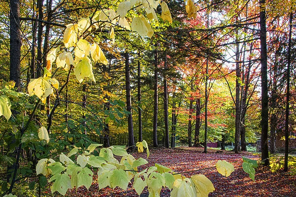 USA, Vermont, Morrisville, Jopson Lane. Fall foliage