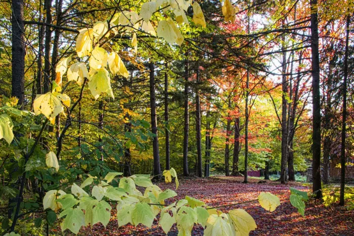 Framed Print : USA, Vermont, Morrisville, Jopson Lane. Fall foliage Framed Print : USA, Vermont, Morrisville, Jopson Lane. Fall foliage
