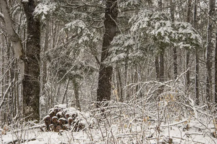 Framed Print : USA, Vermont, Morrisville, Jopson Lane, late spring snow fall in the forest Framed Print : USA, Vermont, Morrisville, Jopson Lane, late spring snow fall in the forest
