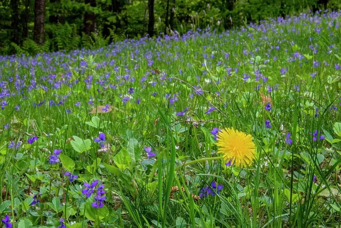 Framed Print : USA, Vermont, Morrisville. Jopson Lane, spring lawn with violets and dandelion Framed Print : USA, Vermont, Morrisville. Jopson Lane, spring lawn with violets and dandelion