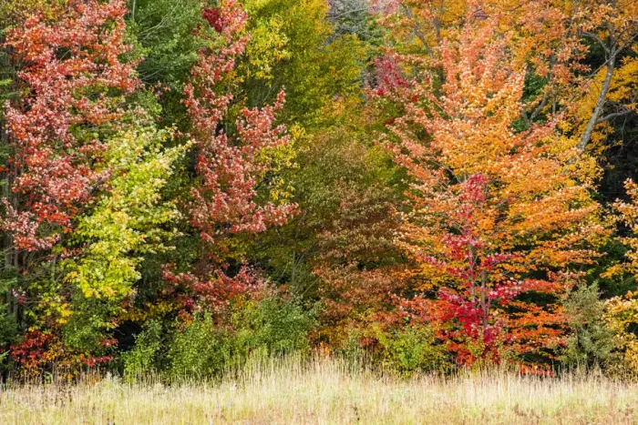Framed Print : USA, Vermont, Morrisville. Lyle McKee Road, fall foliage Framed Print : USA, Vermont, Morrisville. Lyle McKee Road, fall foliage