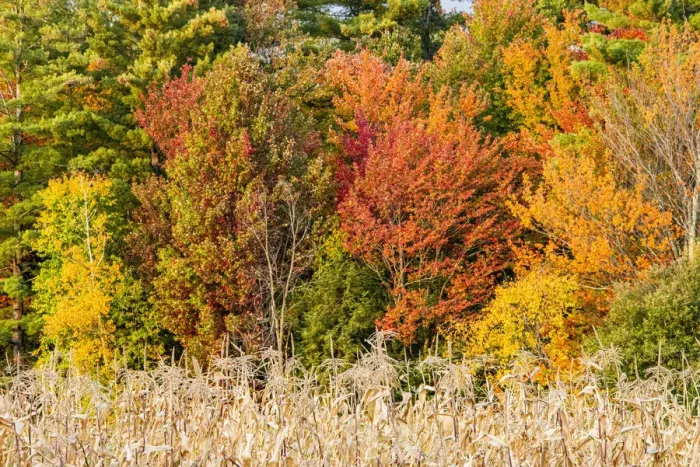 Framed Print : USA, Vermont, Morrisville. Lyle McKee Road, fall foliage